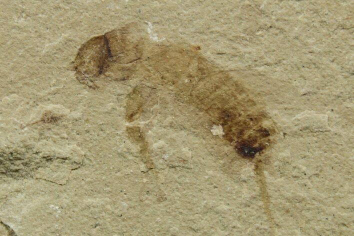 Eocene Fossil Cricket (Orthoptera) - Green River Formation #368743